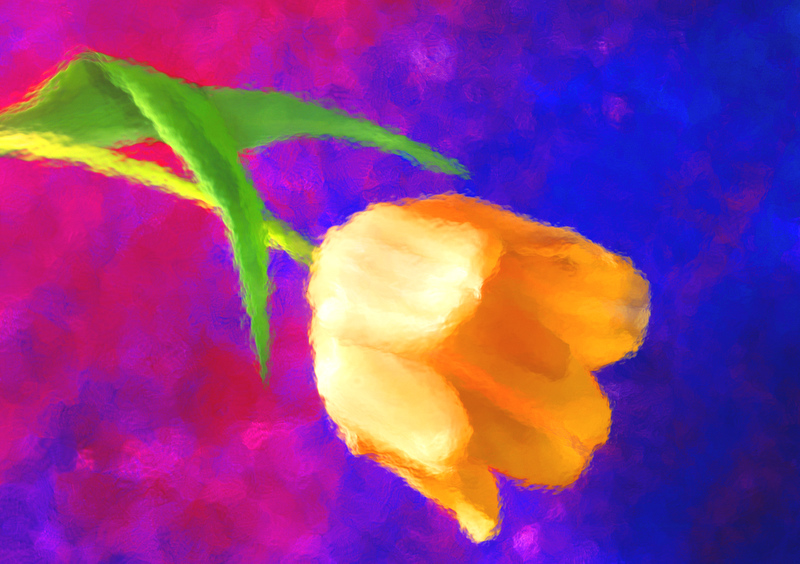 Tulip